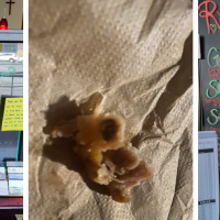 Red Mango Grill & Sushi